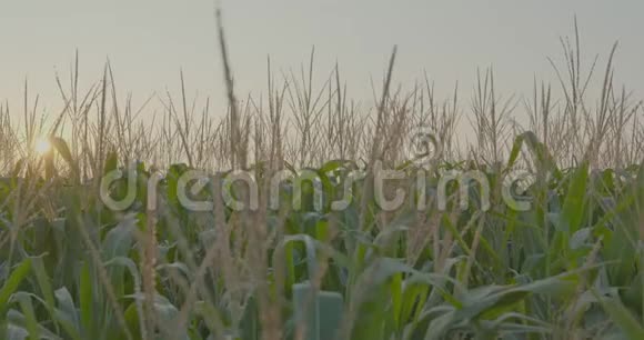 日出时的玉米田视频的预览图