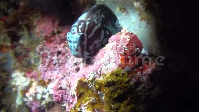 拉贾安帕特夜间潜水时珊瑚中的黑色梳齿Ecseniusnamiyei视频的预览图