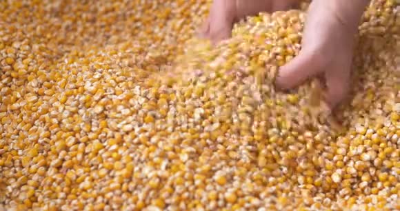 玉米粒从农民手里掉玉米袋里视频的预览图