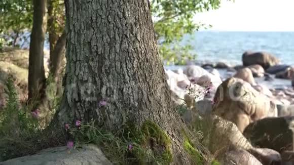 一棵树长在海滩上有石头视频的预览图