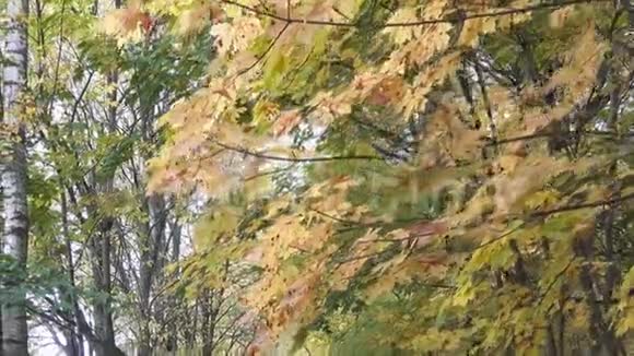 镜头在林中的道路上随着秋叶的鲜艳视频的预览图