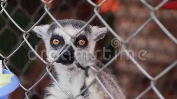 在动物园的笼子里喂狐猴视频的预览图