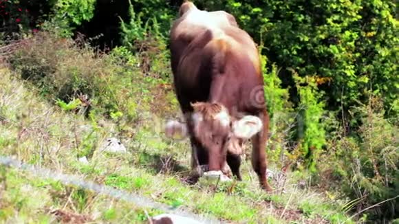 在晴朗的秋天在阿尔卑斯山山区草地上吃草的棕牛视频的预览图