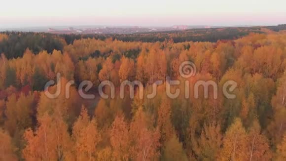 五彩缤纷的秋林黄橙绿视频的预览图