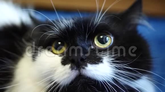 黑白家猫视频的预览图