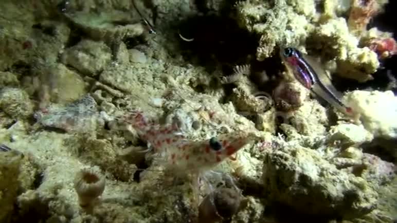 海虾与小鱼视频的预览图