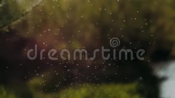 森林背景下白色小昆虫云在空中成特写夏日温暖阳光的氛围在野外自然视频的预览图