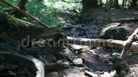 水流在森林中的石头间流动视频的预览图
