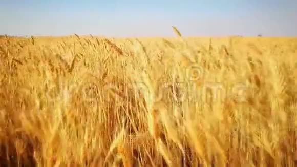走在麦田的金子里跑在收获的田野里农业农业视频的预览图