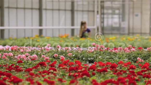 温室工作人员照料鲜花温室里的工作流程是种花一个大型的现代化温室视频的预览图
