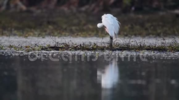 小白鹭白鹭水中的单鸟视频的预览图