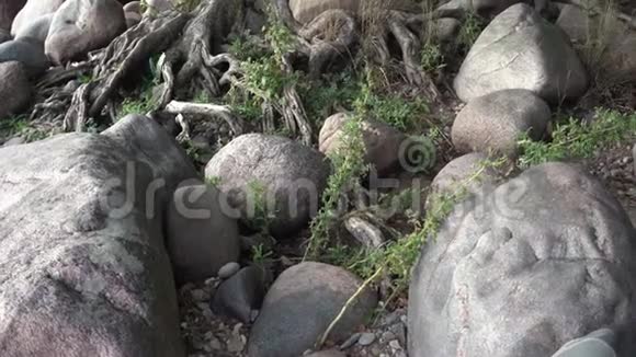 一棵树长在海滩上有石头视频的预览图
