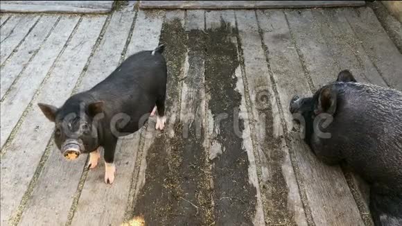 小猪和大猪在一个马厩里有一个木地板视频的预览图