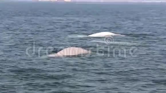 白鲸在游泳视频的预览图