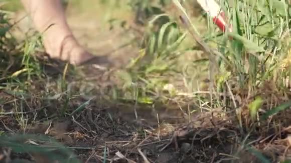 农民打扫草地农民除草锄草慢动作视频农业概念夏季生活方式花园视频的预览图