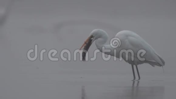 伟大的白鹭水中的单鸟视频的预览图