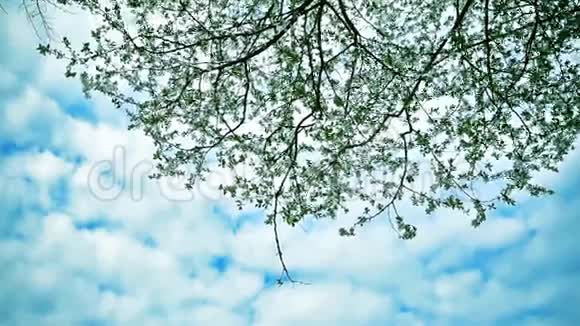 春天的树枝视频的预览图