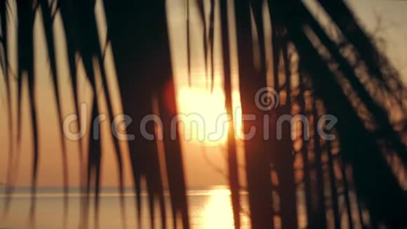 美丽的日落在热带的海洋和椰子叶的背面透过树叶看日落视频的预览图