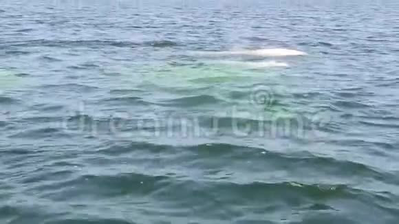白鲸在游泳视频的预览图