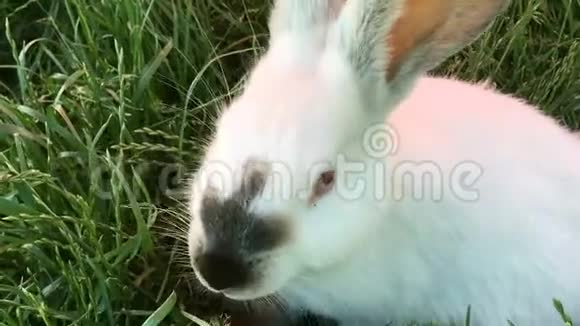 美丽的小兔子在夏日的绿草上视频的预览图