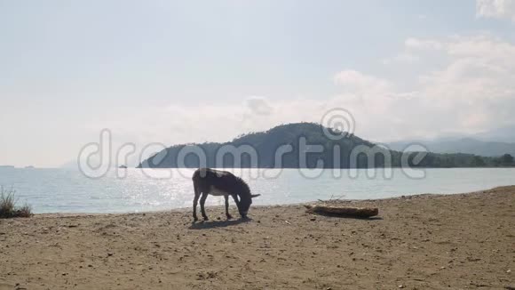驴子在海滩附近吃草视频的预览图