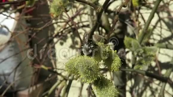 春天柳树的柔上的野蜂视频的预览图