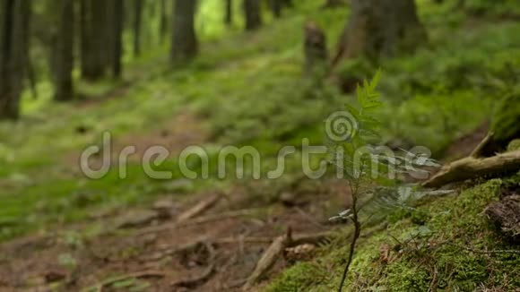苔藓和蕨类植物覆盖了森林地板视频的预览图