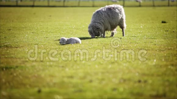放牧的羊和羊肉视频的预览图