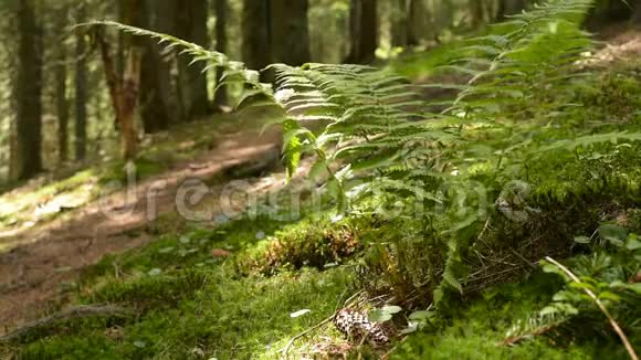 苔藓和蕨类植物覆盖了森林地板视频的预览图