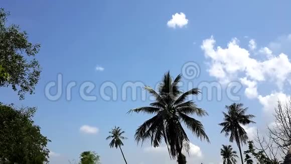 俯瞰池塘的棕榈树视频的预览图
