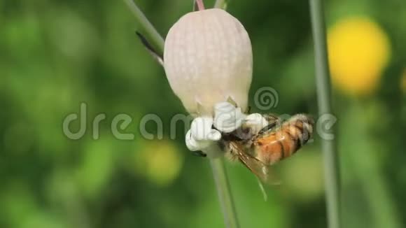 蜜蜂在膀胱上收集花粉视频的预览图