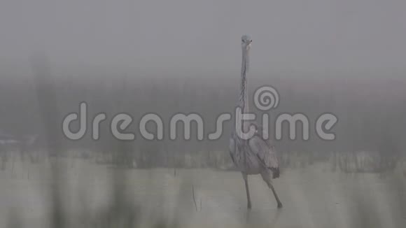 灰鹭在雾蒙蒙的早晨摇着身子视频的预览图