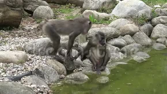 钻猴山栖息于自然生境区濒危物种动物视频的预览图