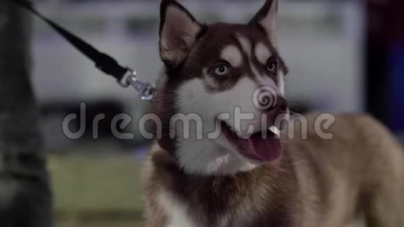 西伯利亚犬视频的预览图