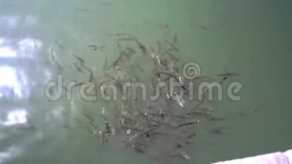 鱼在肮脏的水中绕着船游泳视频的预览图