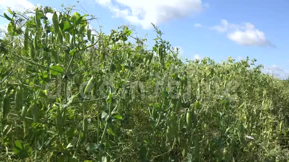 夏季蓝天背景下的成熟绿豆田4K视频的预览图
