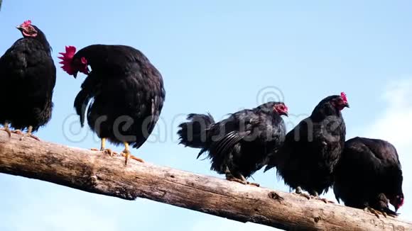 黑色红色的梳子和鸡坐在木栅栏上背景是蓝天视频的预览图
