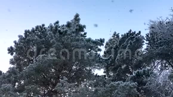 雪慢慢地落在树上冬天美丽的森林从下往上看干净蓬松的白雪视频的预览图