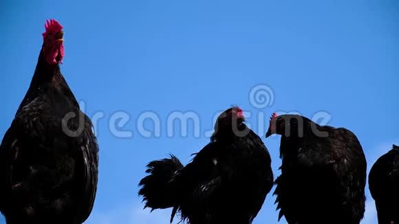 黑色带红色扇贝乌鸦动作缓慢小鸡靠着蓝天坐着视频的预览图