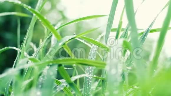 雨后小草用滴露慢动作特写镜头移动视频的预览图