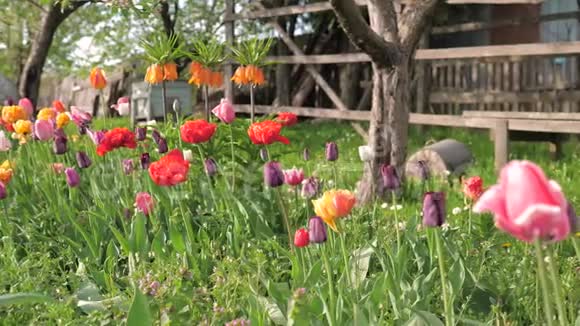 春天花园里开着许多美丽明亮的花视频的预览图