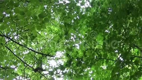 夏天枫树和树之间的公园小巷视频的预览图