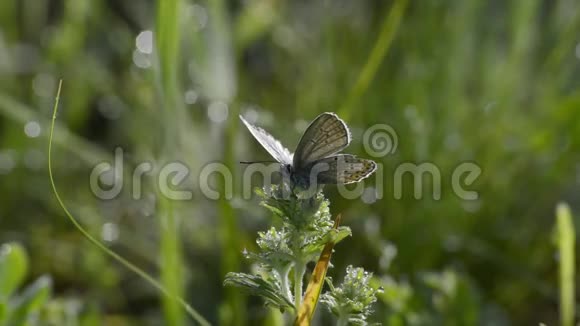 蝴蝶在草地上的花朵上视频的预览图