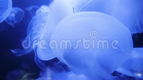 水下视频与水母蓝色水族馆彩色水视频的预览图