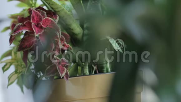 盆栽植物的多色视频的预览图