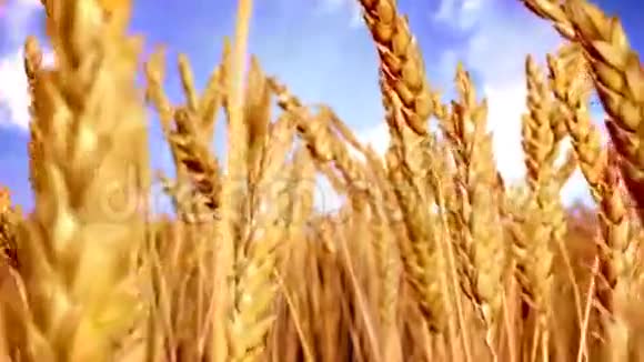 穿过小麦视频的预览图