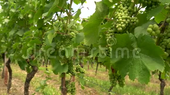 德国欧洲莱茵河谷葡萄园种植葡萄藤的录像片段视频的预览图