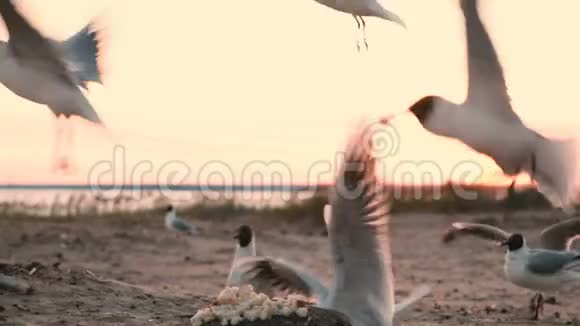 傍晚时分海鸥在海面上的岩石上啄食一块面包海鸟吃游客的面包特写视频的预览图