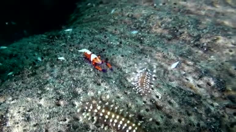 龙贝海峡上的帝王虾视频的预览图