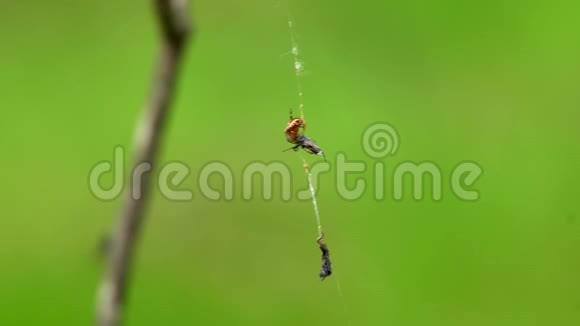 蜘蛛吃了受害者而另一只苍蝇爬上树枝视频的预览图